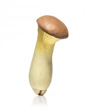 Anti-stress Rubber Mushroom - MATSUTAKE
